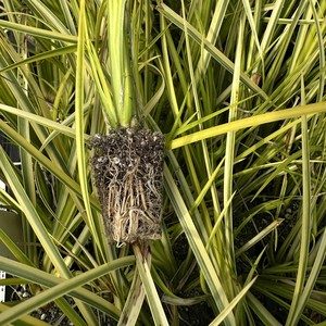 Acorus gramineus 'Ogon'