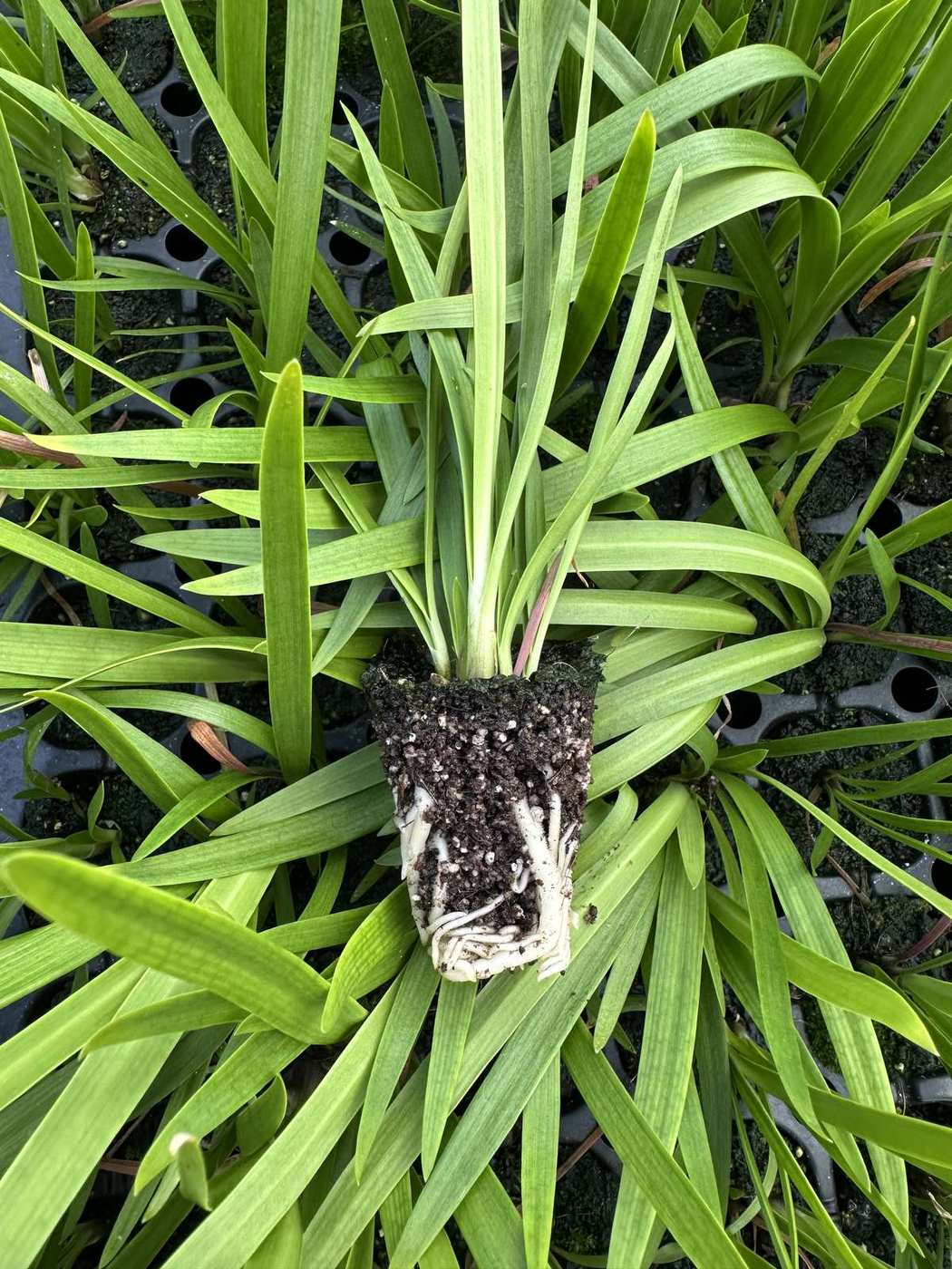 Agapanthus hybrida 'Twister'