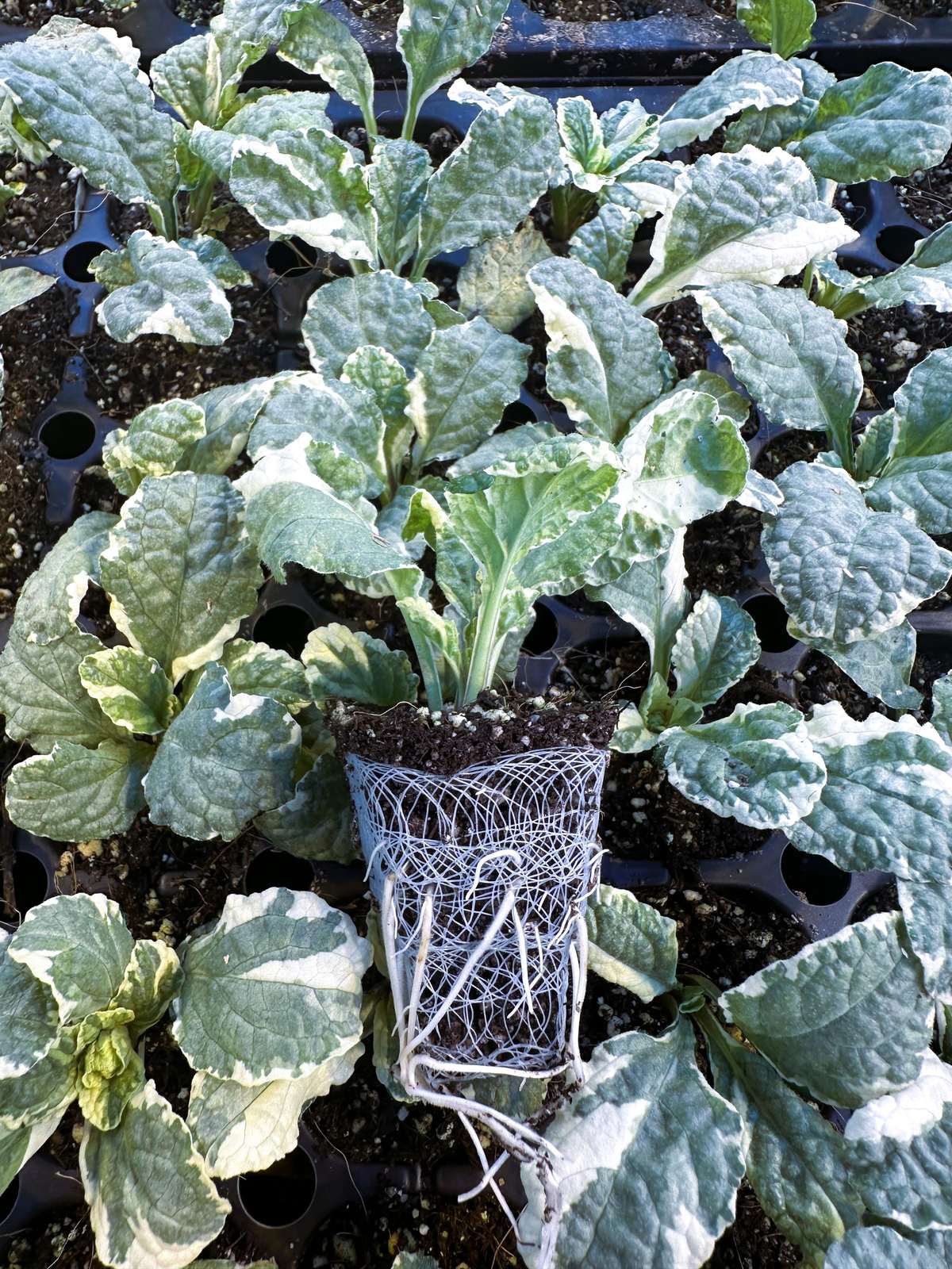Ajuga reptans 'Pink Lightning'