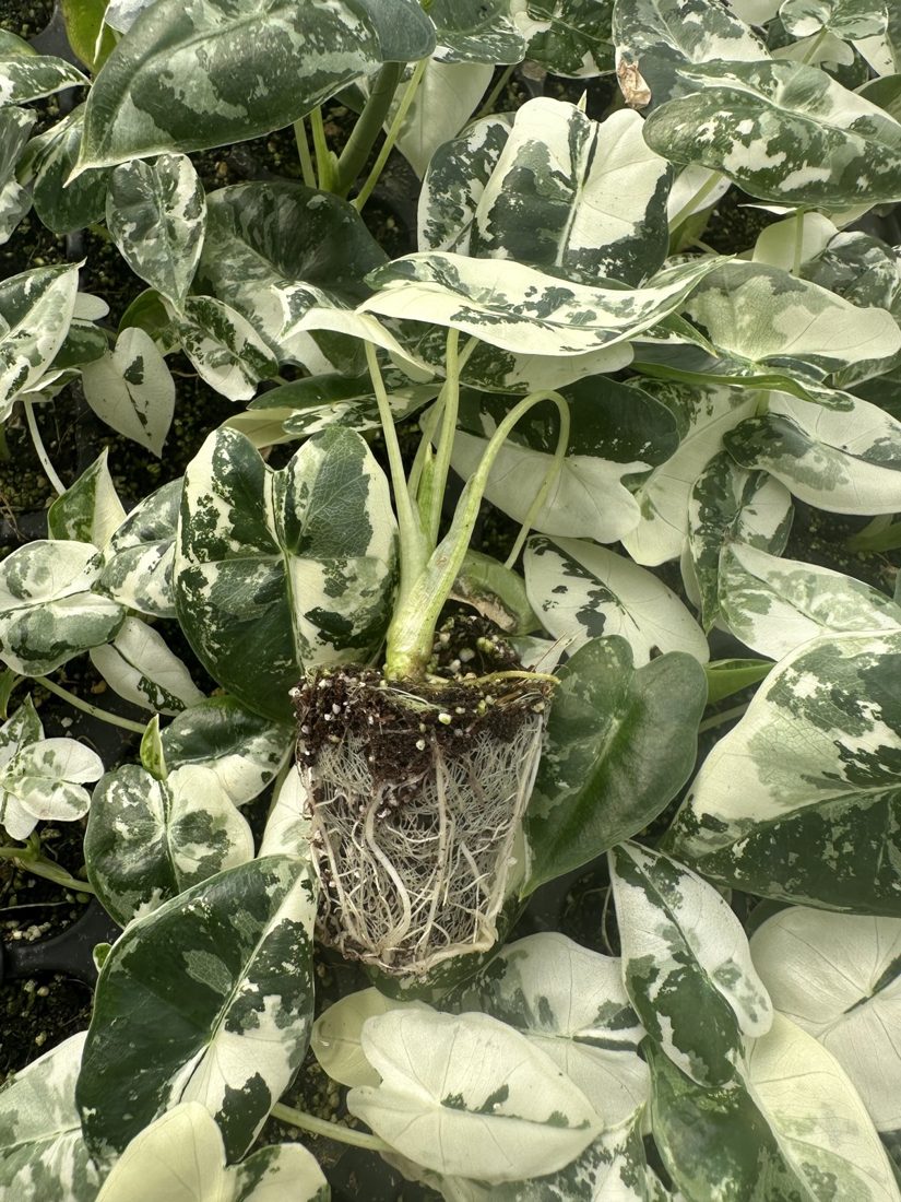 Alocasia amazonica 'Frydek Variegata' — wholesale plug/liner