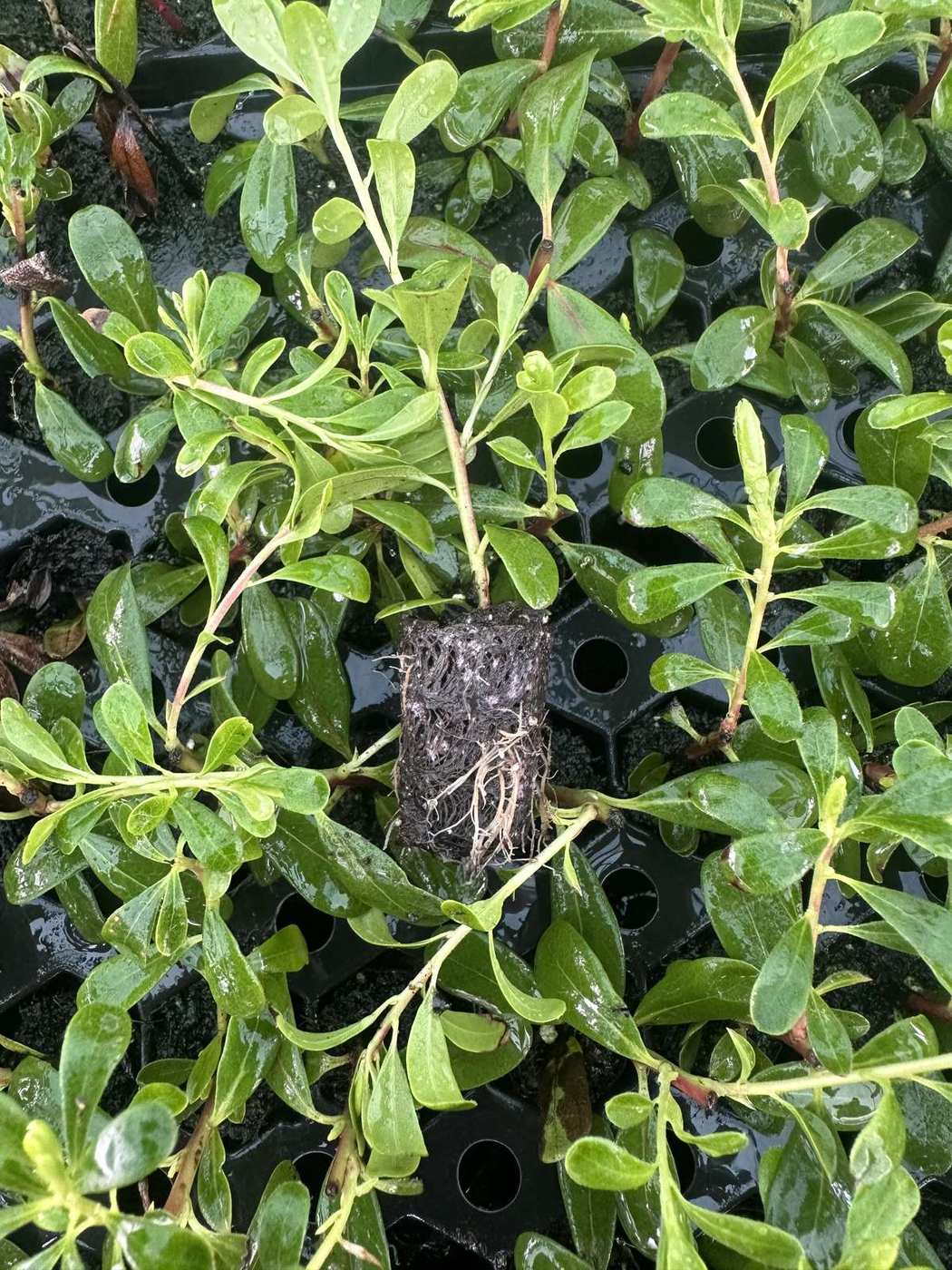 Arctostaphylos uva-ursi 'Massachusetts'