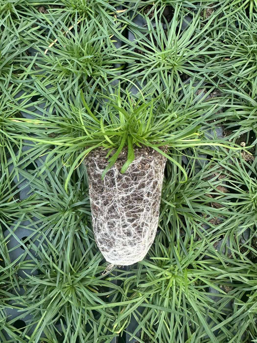 Armeria maritima 'Splendens'
