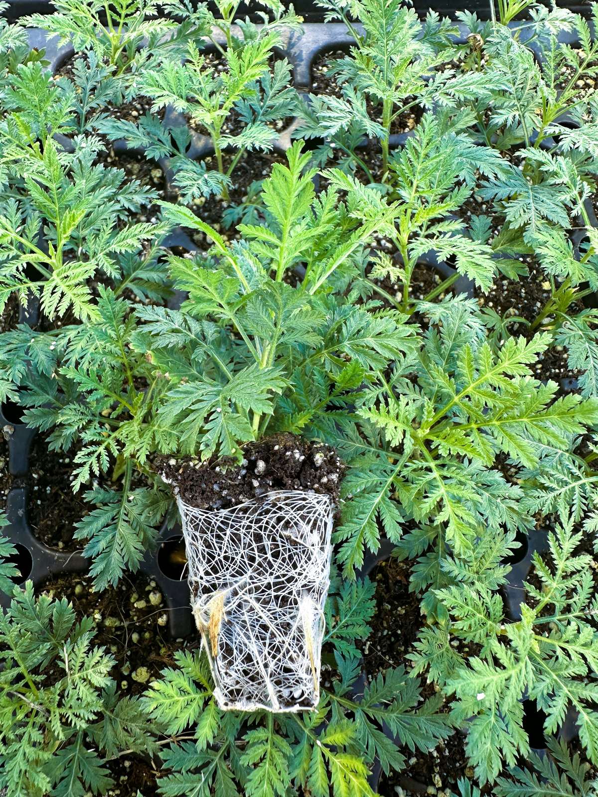 Artemisia gmelini 'SunFern™ Olympia'