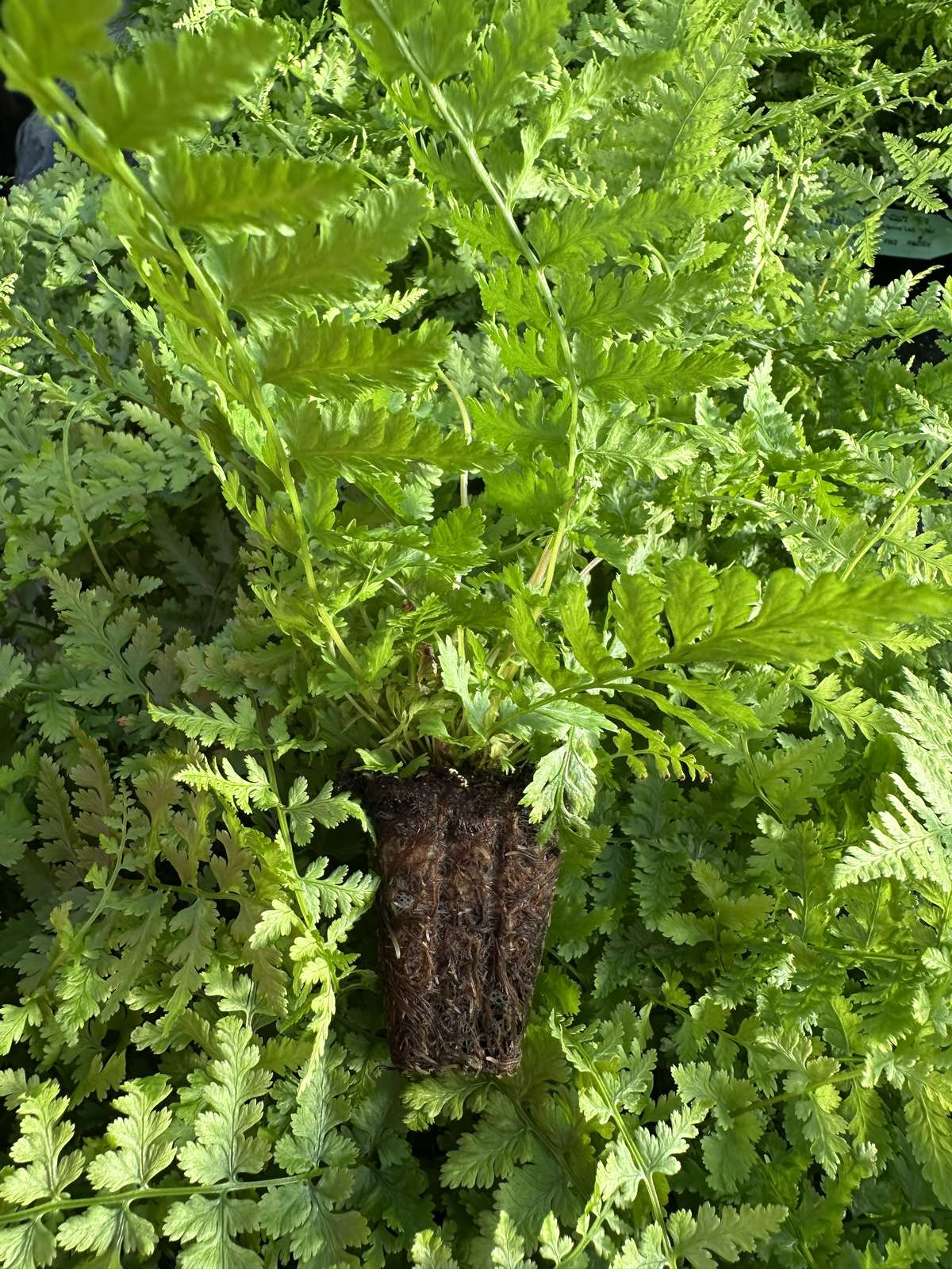 Athyrium filix-femina 'Lady in Red'