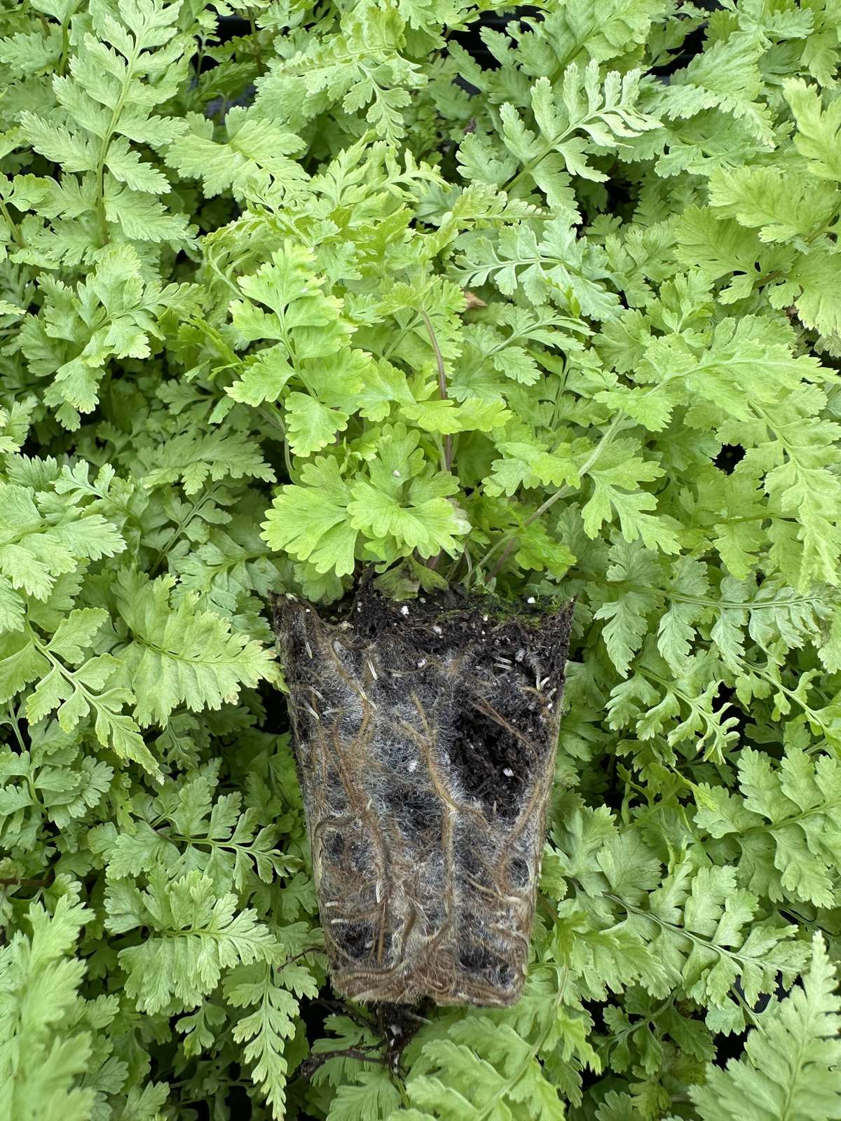 Athyrium niponicum 'Red Beauty'