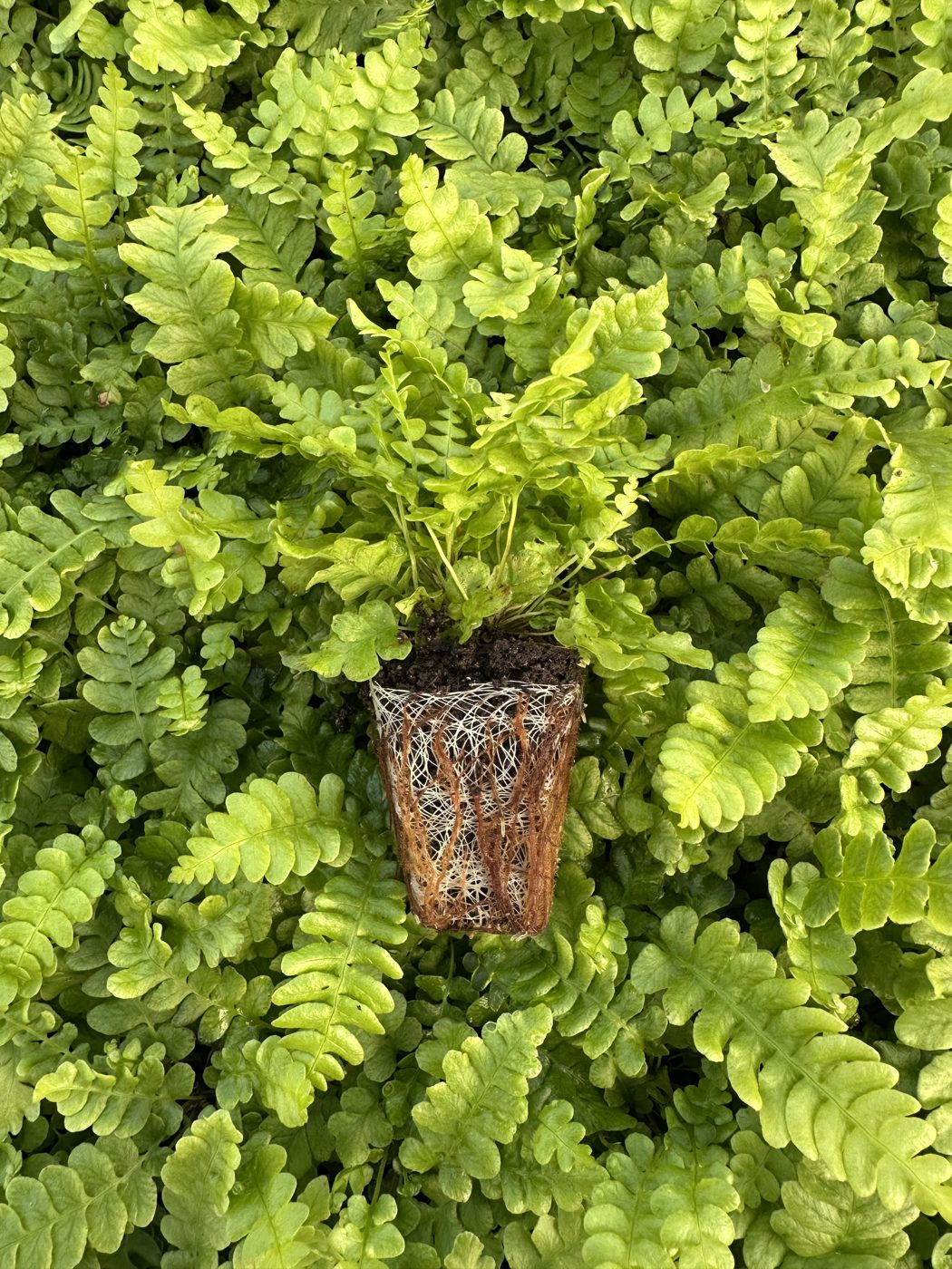 Blechnum spicant 'Deer Fern'