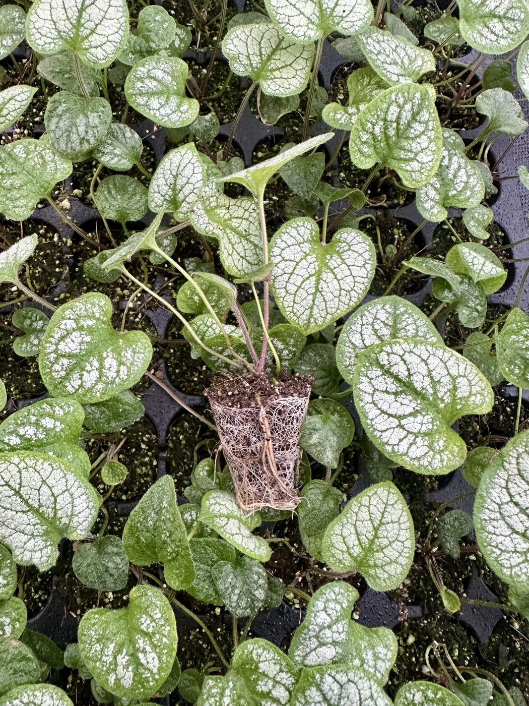 Brunnera macrophylla 'Frostbite'