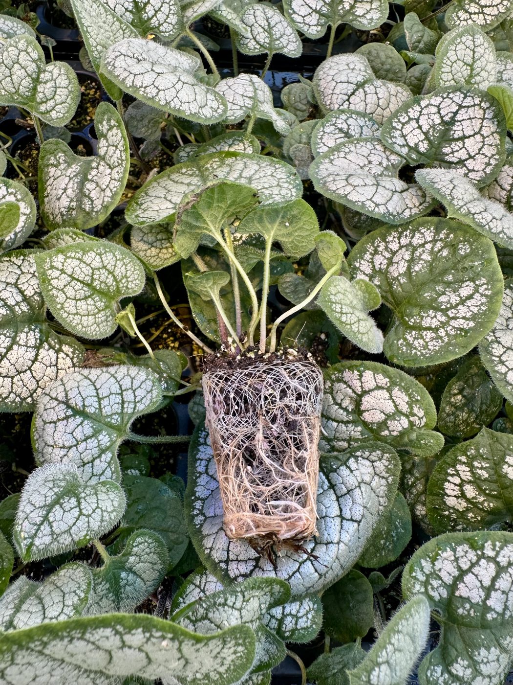 Brunnera macrophylla 'Jack Frost'
