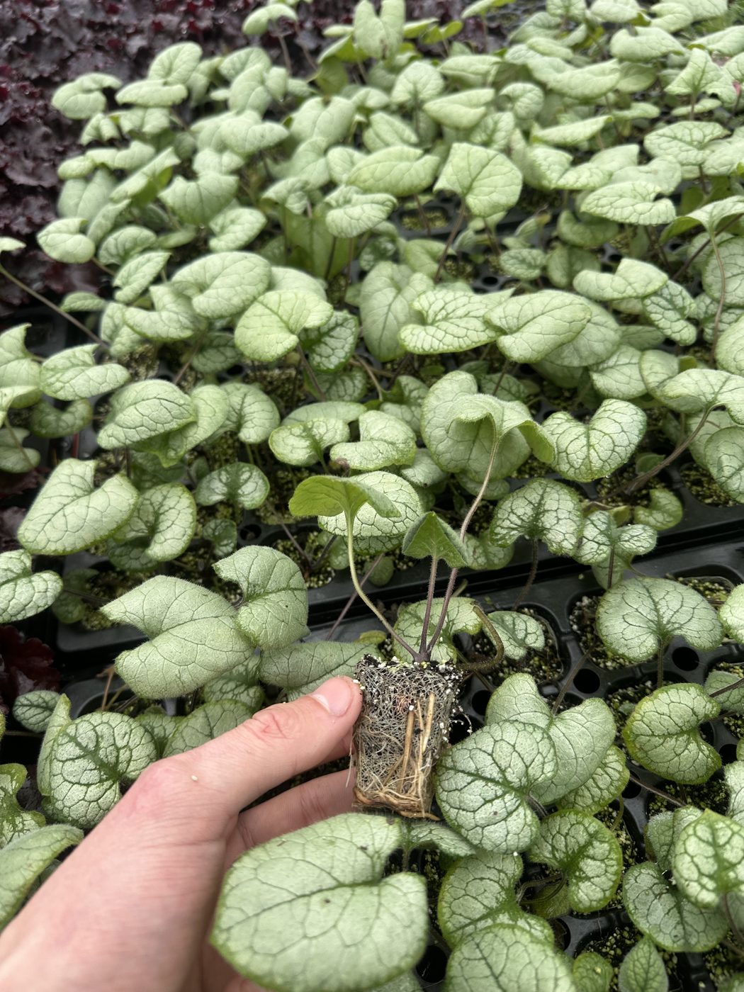 Brunnera macrophylla 'Looking Glass' — wholesale plug/liner