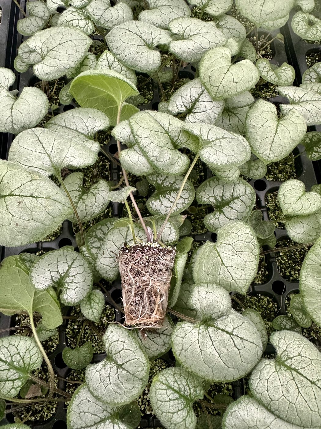 Brunnera macrophylla 'Sterling Silver'
