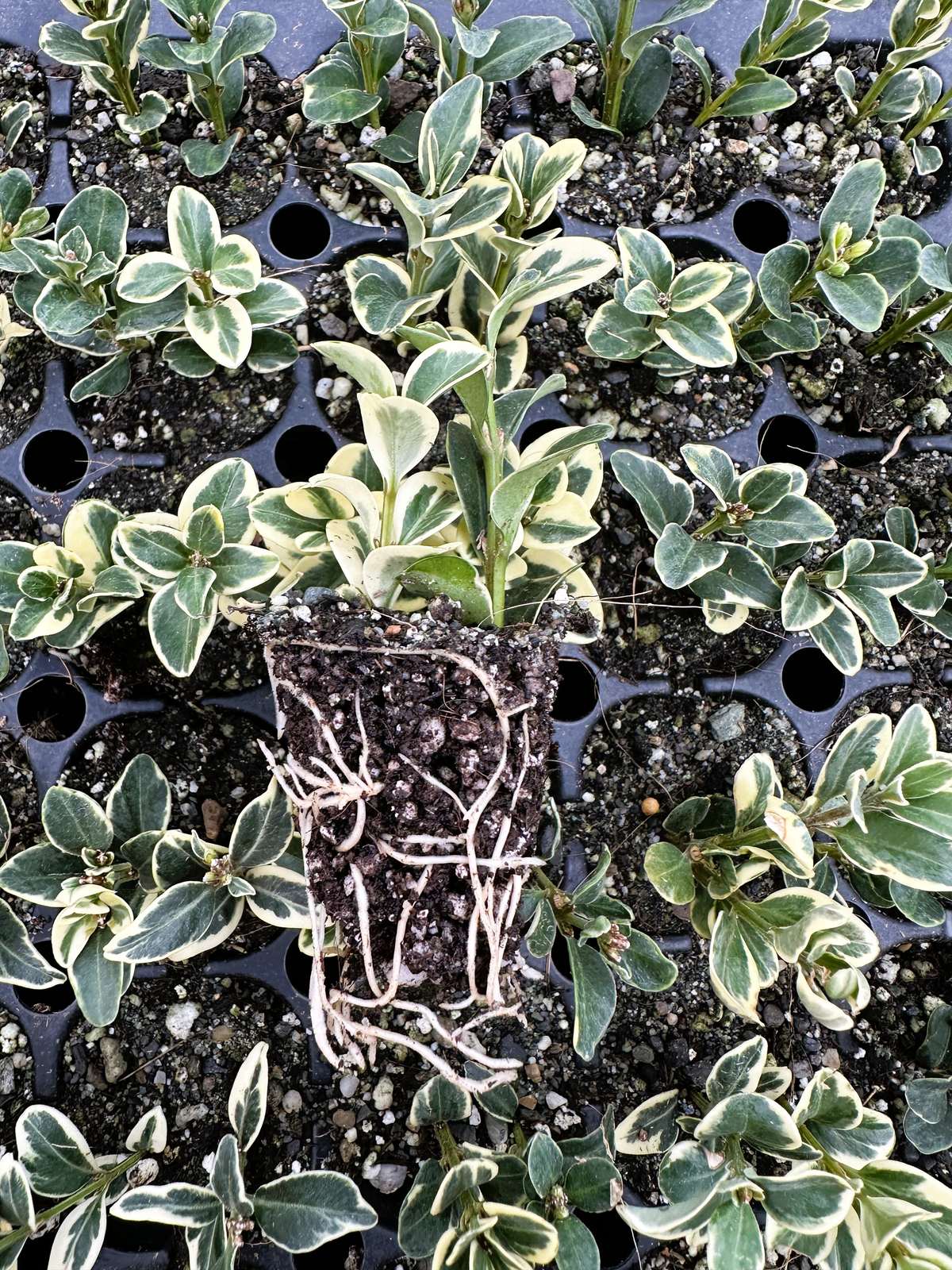 Buxus sempervirens 'Variegata'