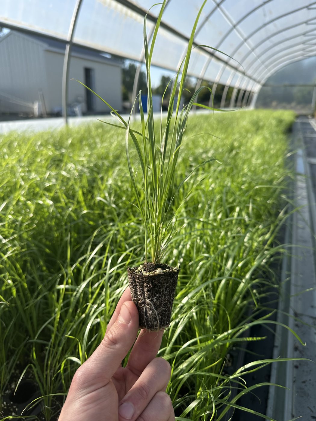 Calamagrostis x acutiflora 'Karl Foerster'