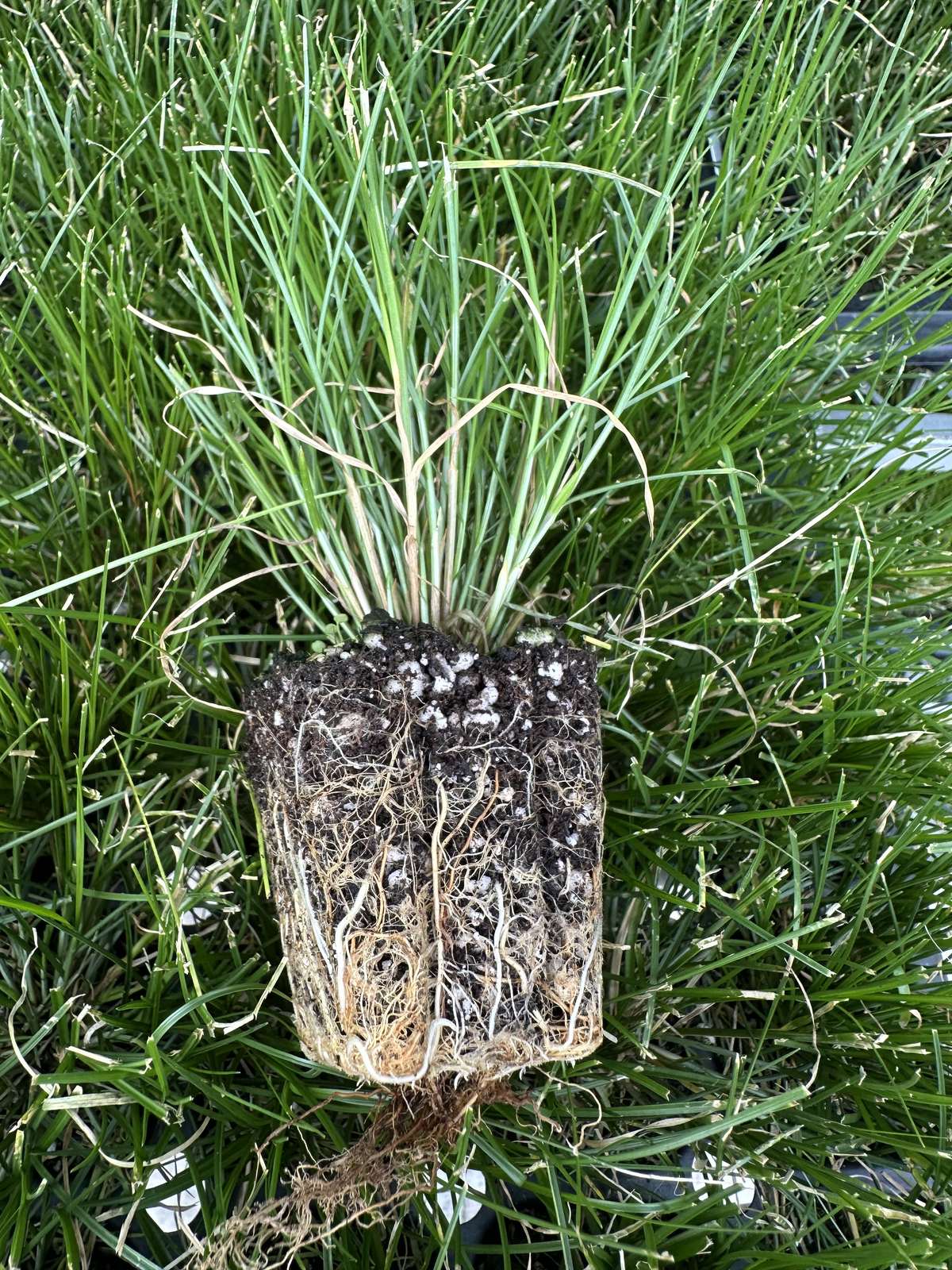 Carex appalachica