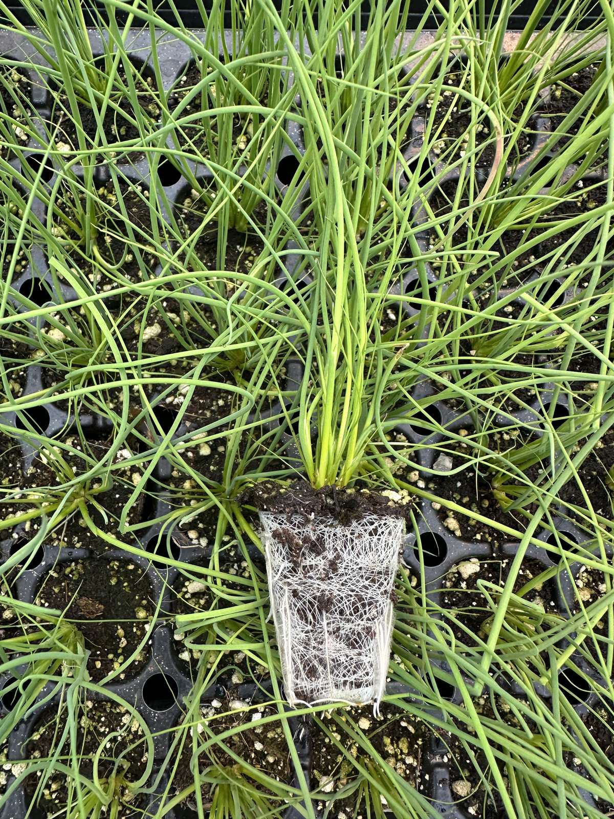 Carex comans 'Frosted Curls'