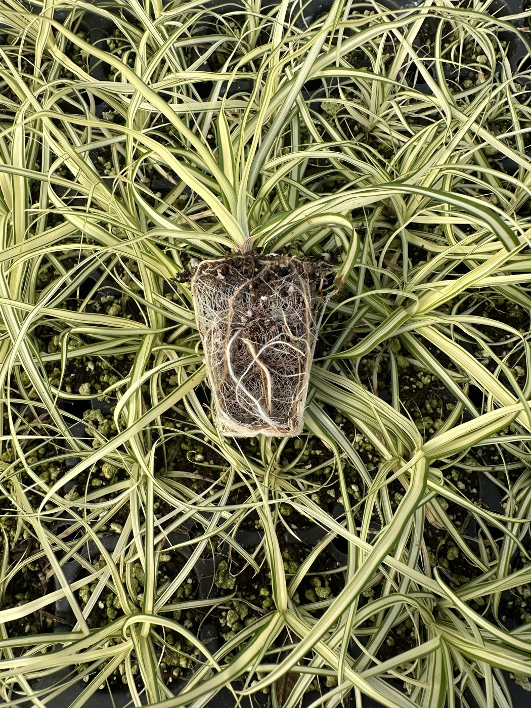 Carex morrowii 'Evergold' — wholesale plug/liner