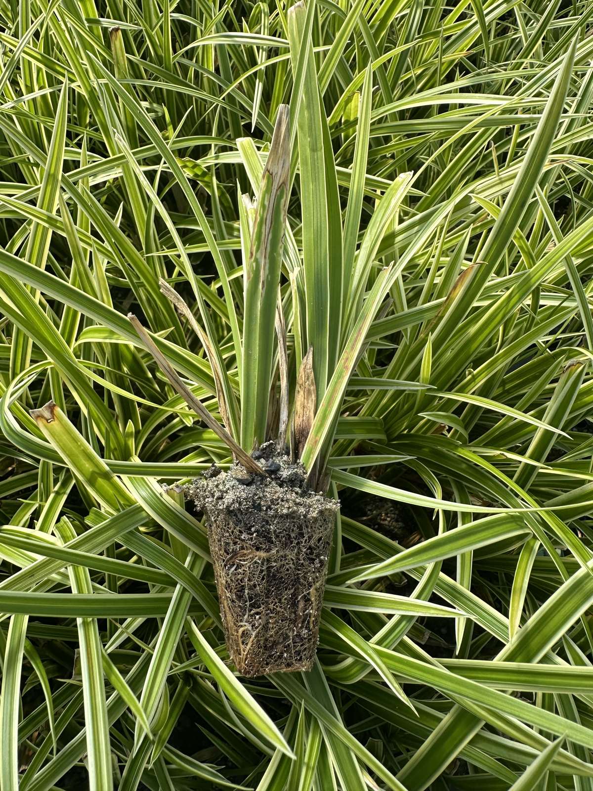 Carex morrowii 'Ice Dance'