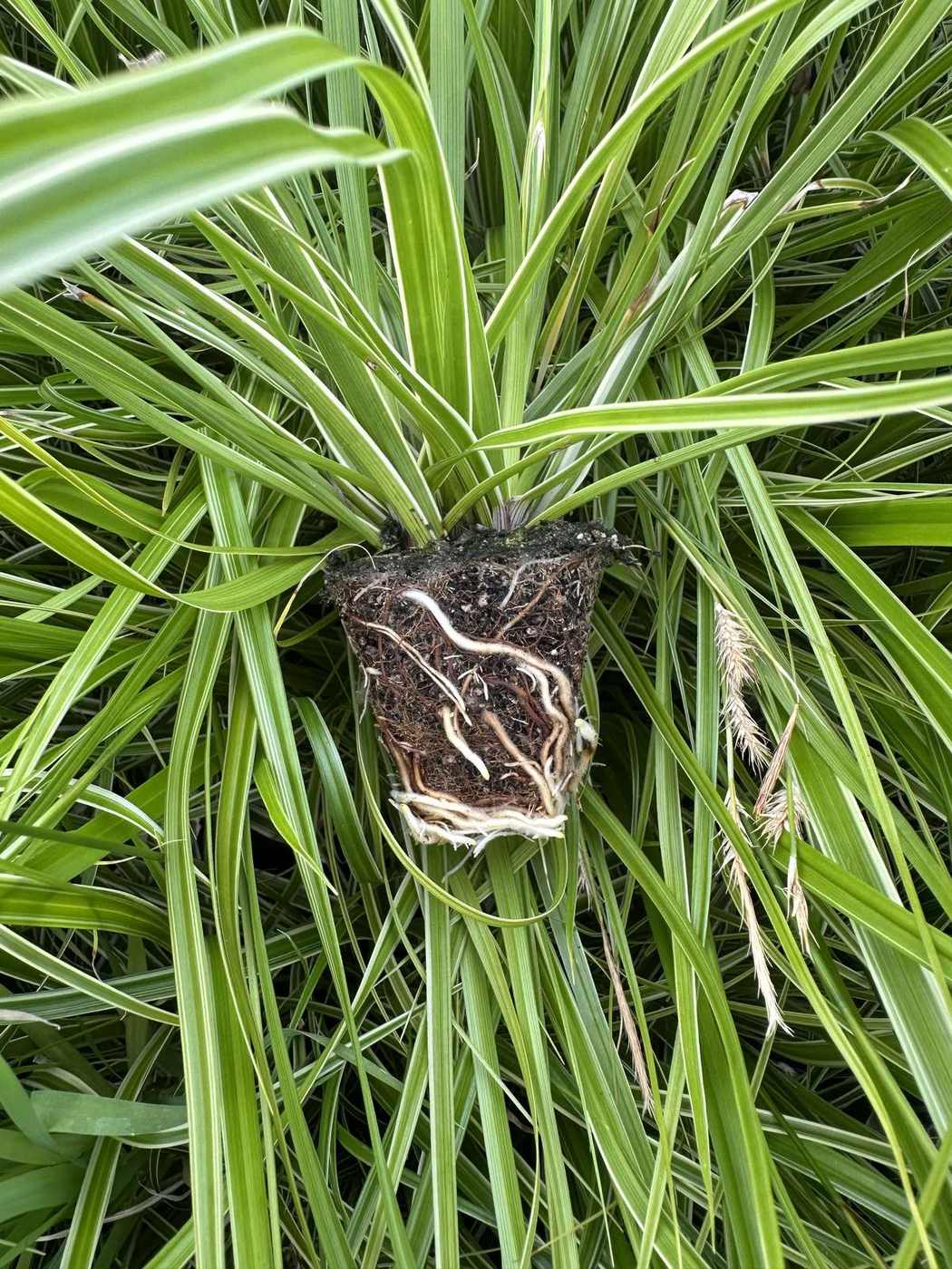 Carex oshimensis 'EverColor® Evercream'