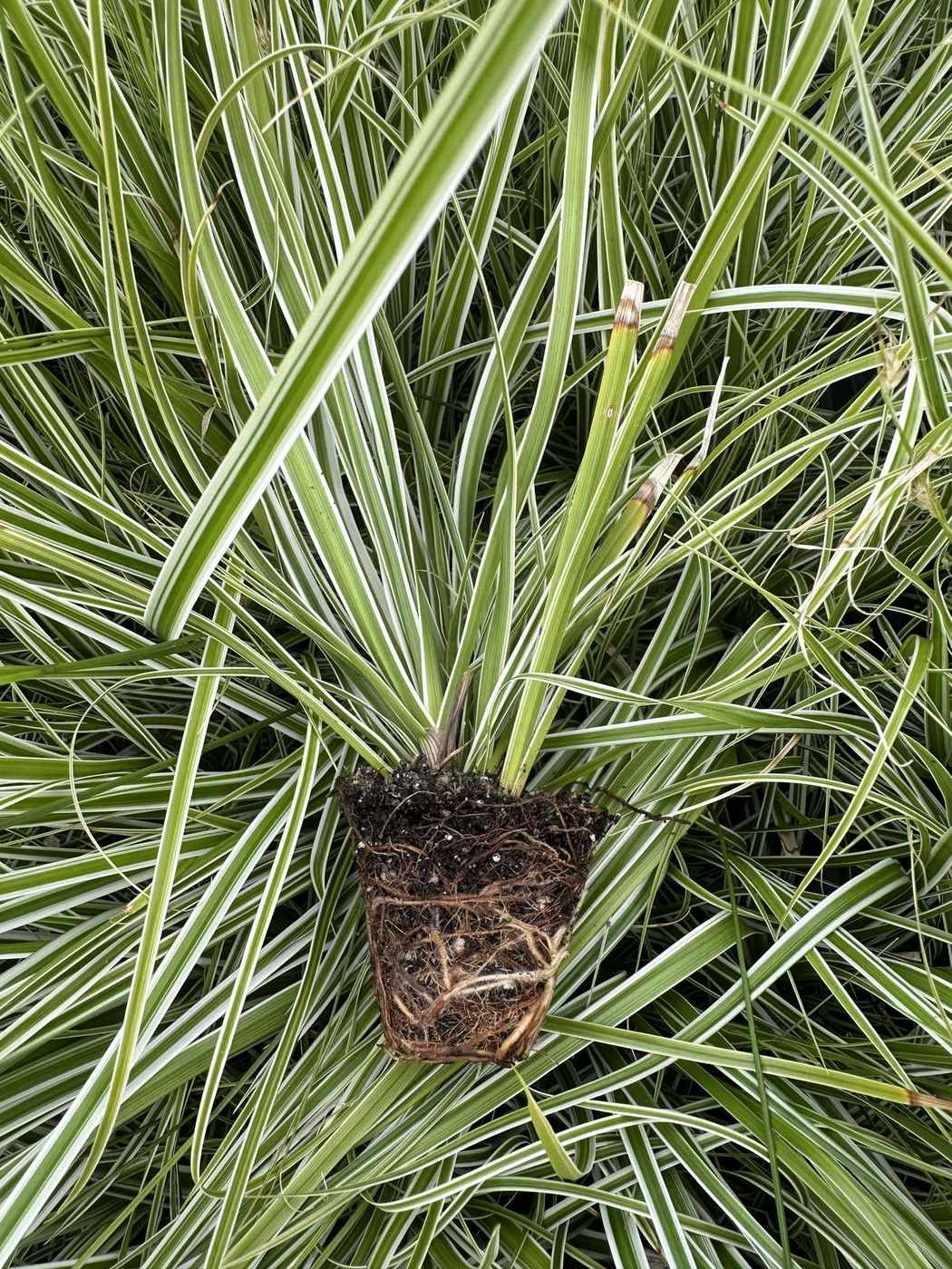 Carex oshimensis 'EverColor® Everest'