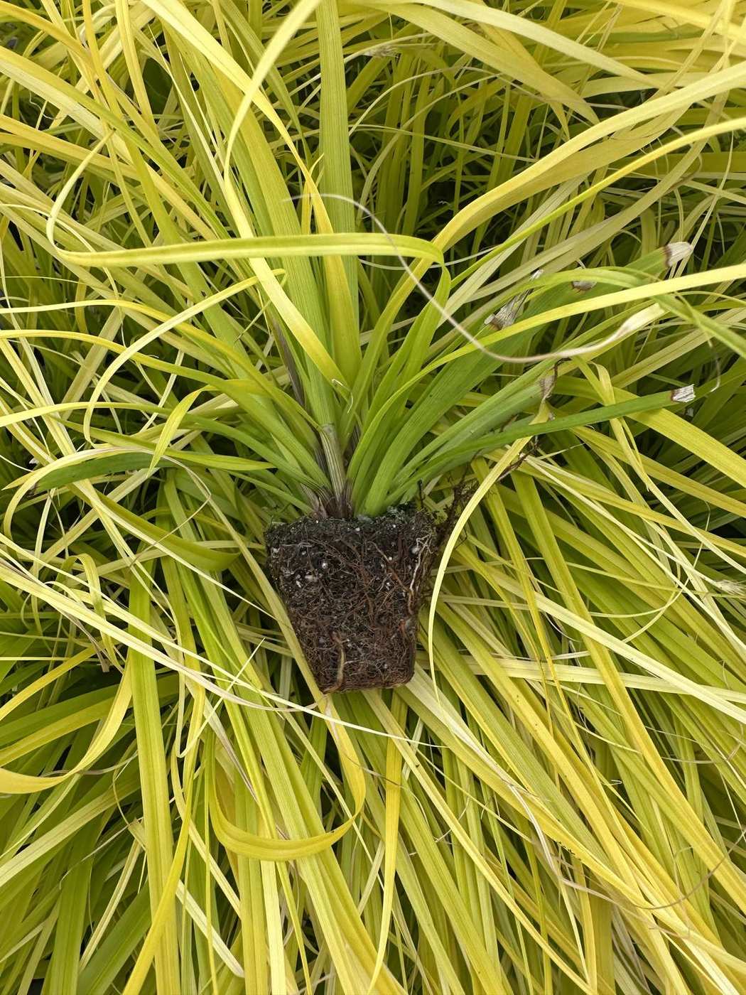 Carex oshimensis 'EverColor® Everillo'