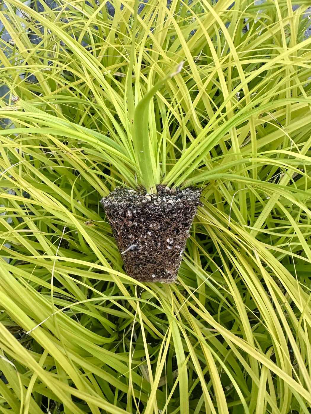 Carex oshimensis 'EverColor® Everlime'