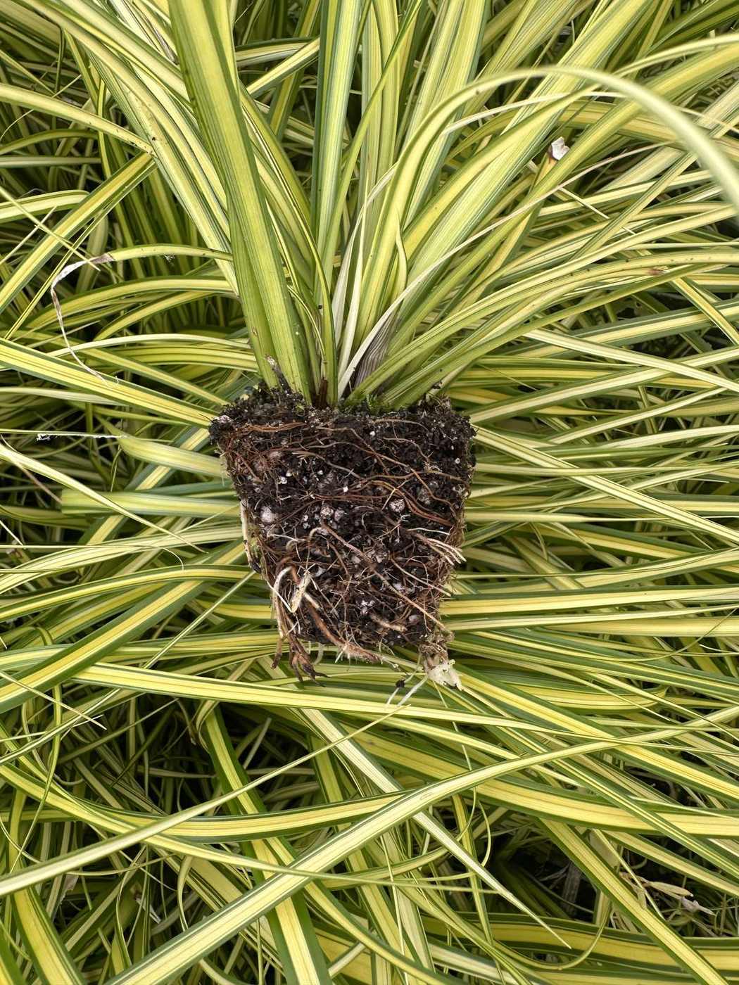 Carex oshimensis 'EverColor® Eversheen'