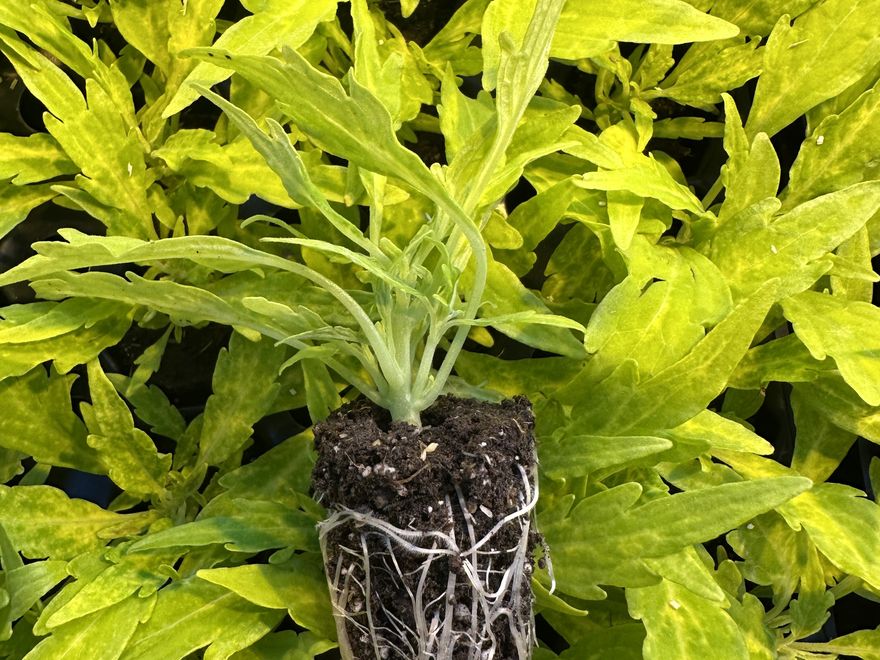 Annual plug — Coleus