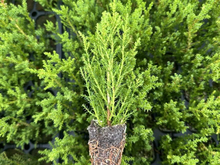 Conifer liner — Cupressus 'Wilma'