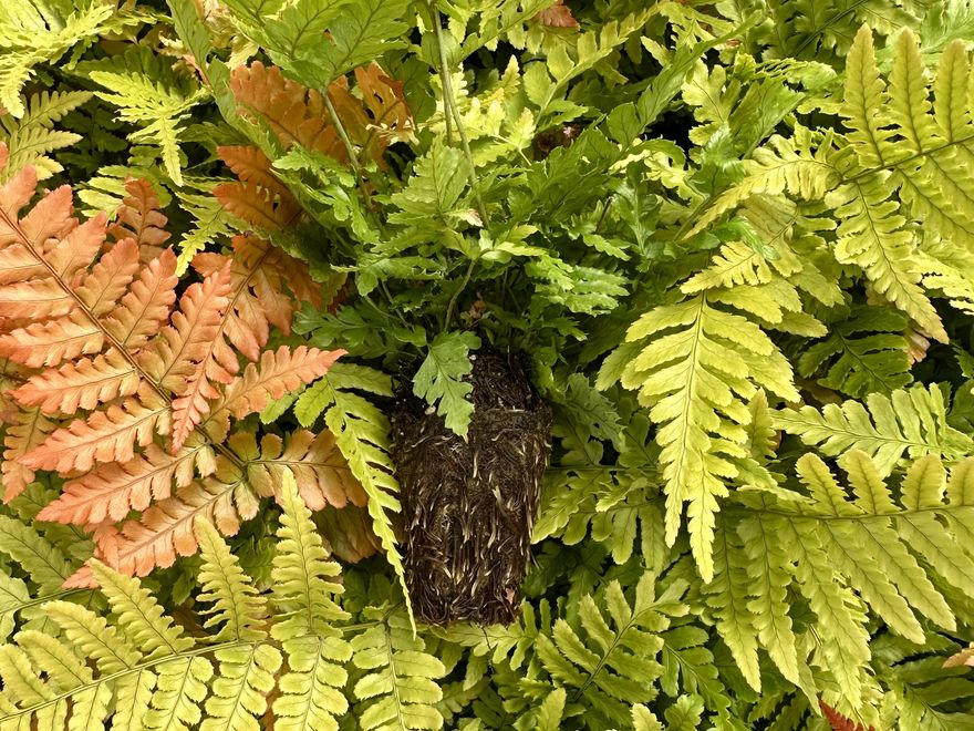 Fern liner — Dryopteris 'Brilliance'