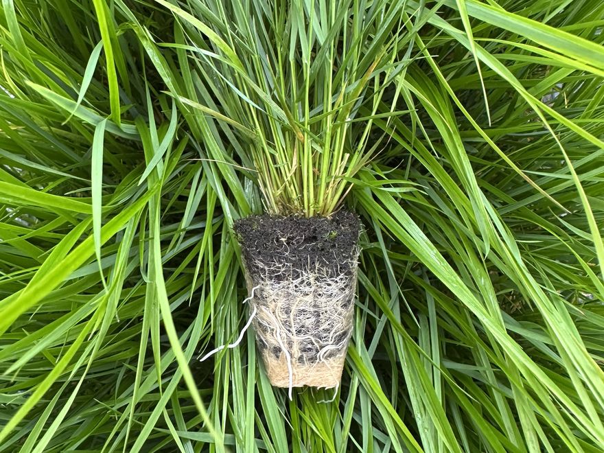 Ornamental grass plug — Calamagrostis 'Karl Foerster'