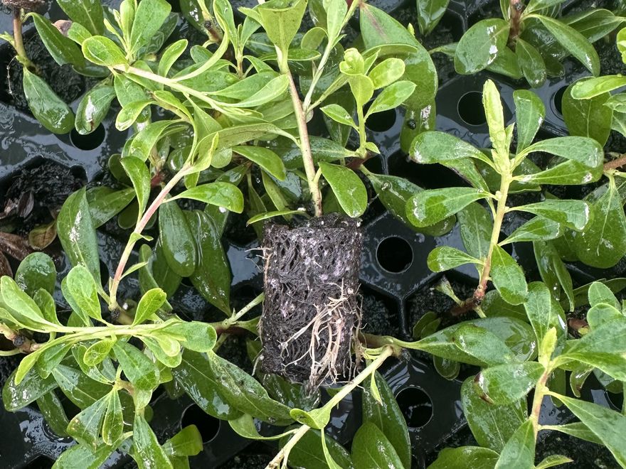 Ground cover liner — Arctostaphylos 'Massachusetts'