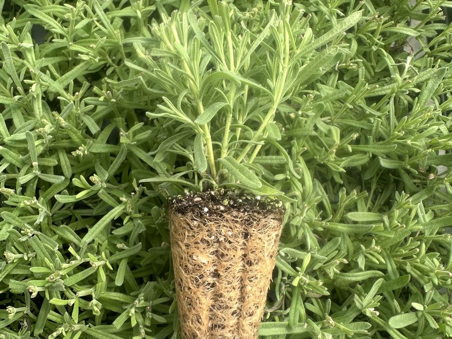 Herb plug — Lavandula 'Primavera'