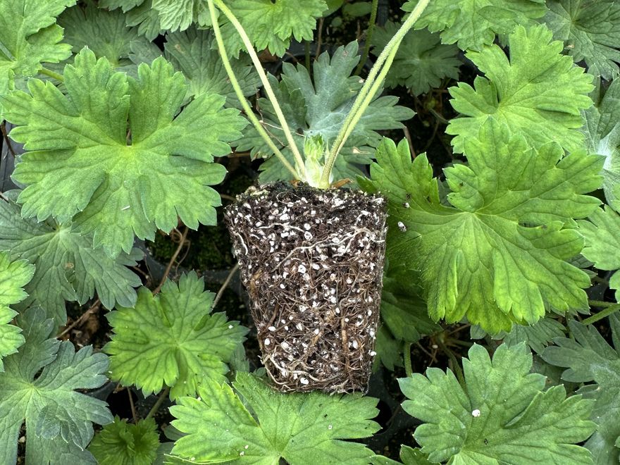 Perennial plug — Geranium 'Rozanne'