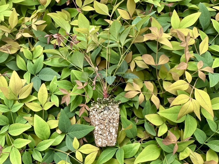 Shrub liner — Nandina 'Firepower'