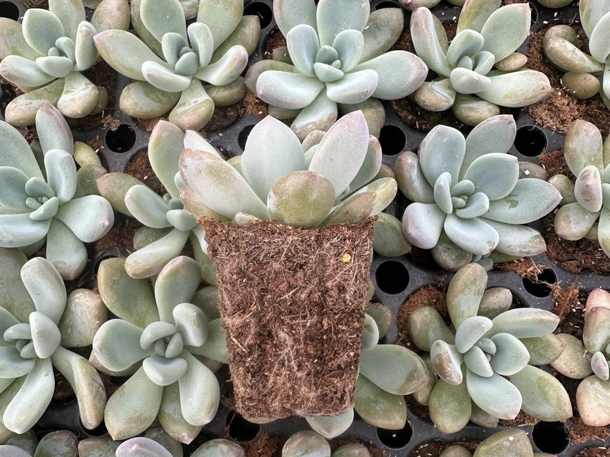 Succulent plug — Echeveria 'Azul'