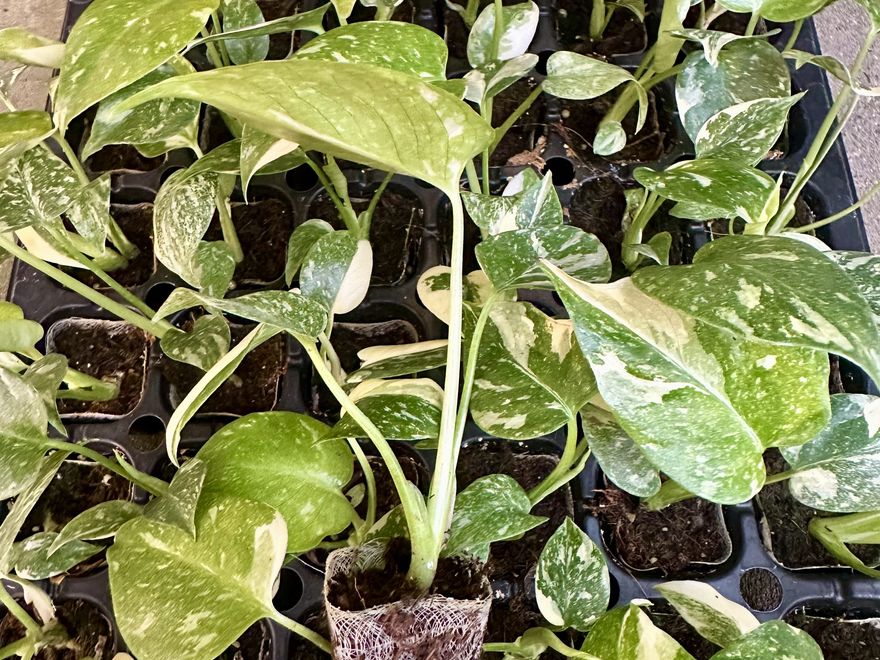 Tropical plug — Monstera 'Thai Constellation'
