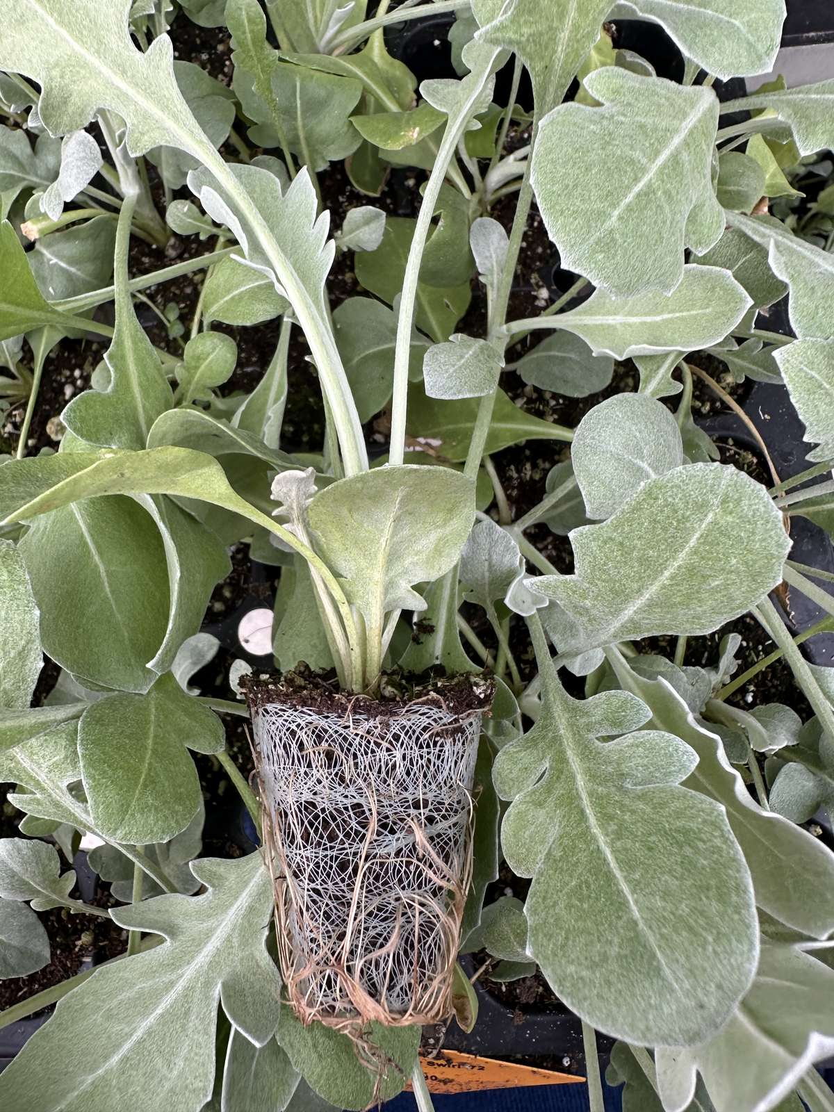 Centaurea ragusina 'Silver Swirl'