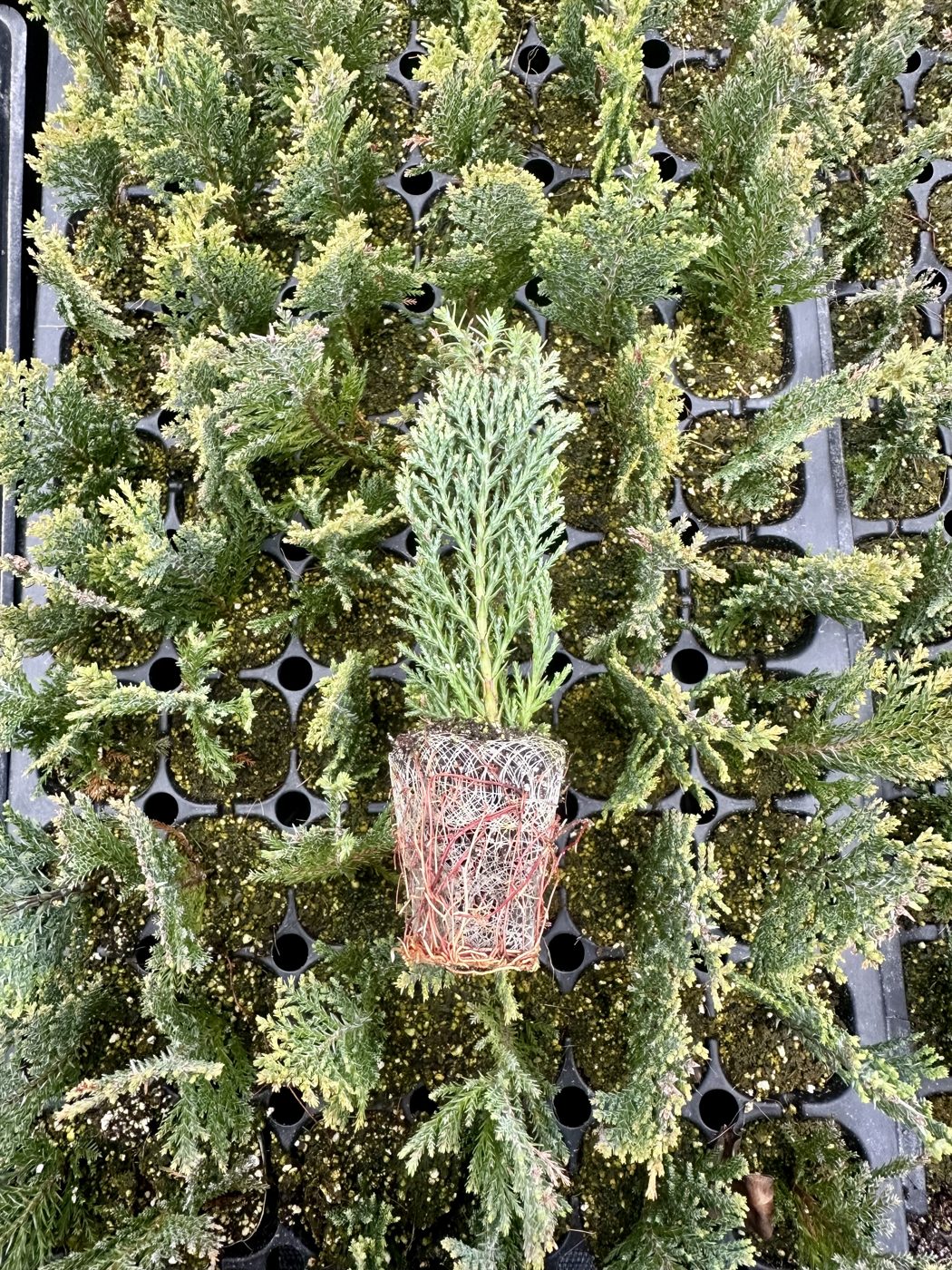 Chamaecyparis lawsoniana 'Ellwoodii'