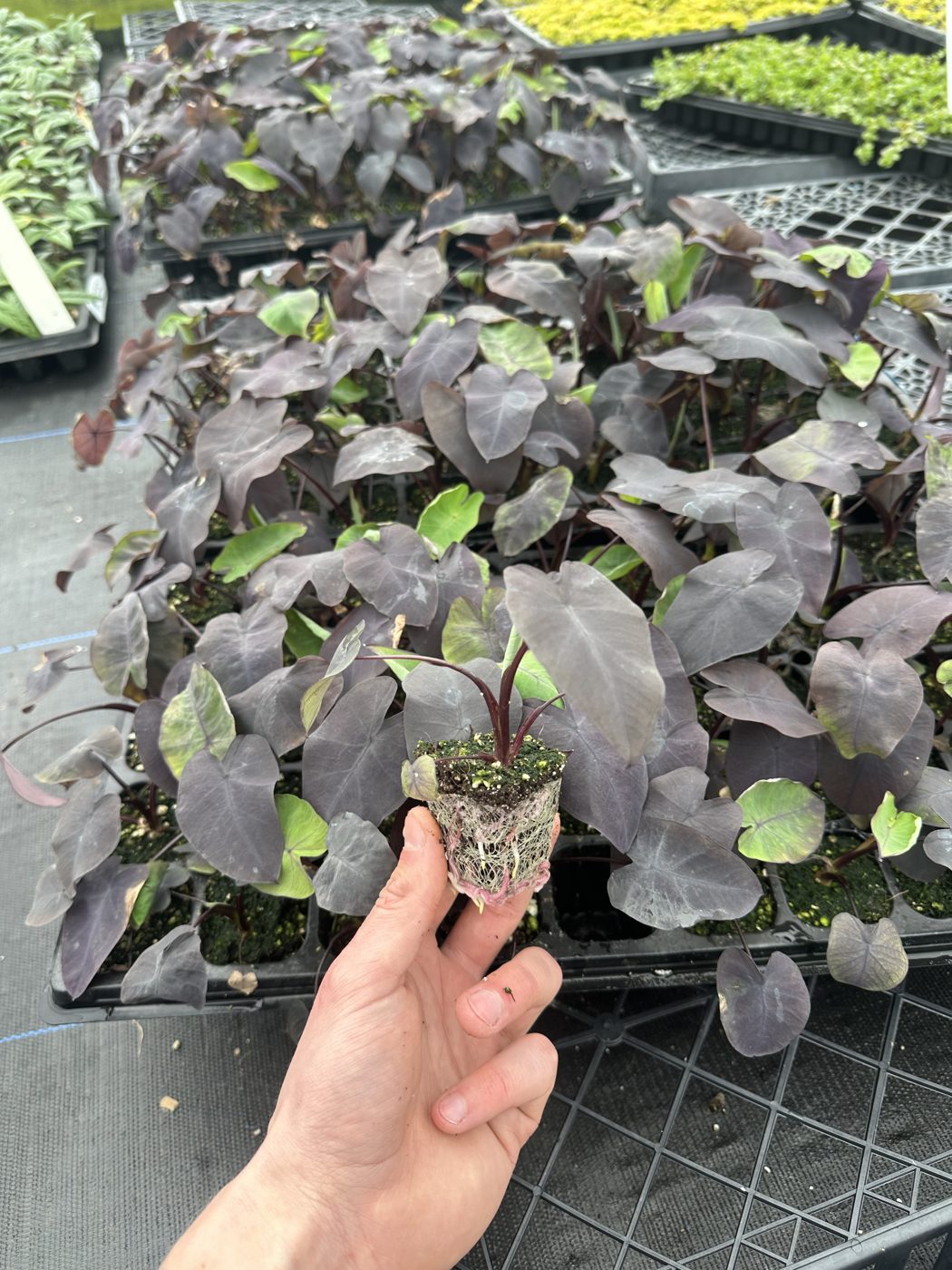 Colocasia esculenta 'Black Magic'