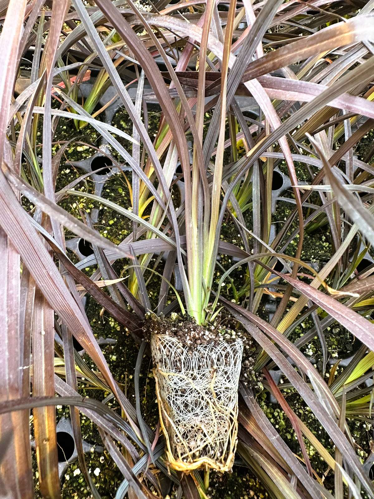 Cordyline australis 'Red Star' (TC)