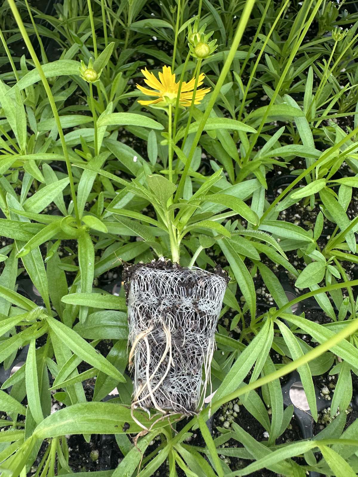 Coreopsis grandiflora 'UpTick Bronze & Gold'