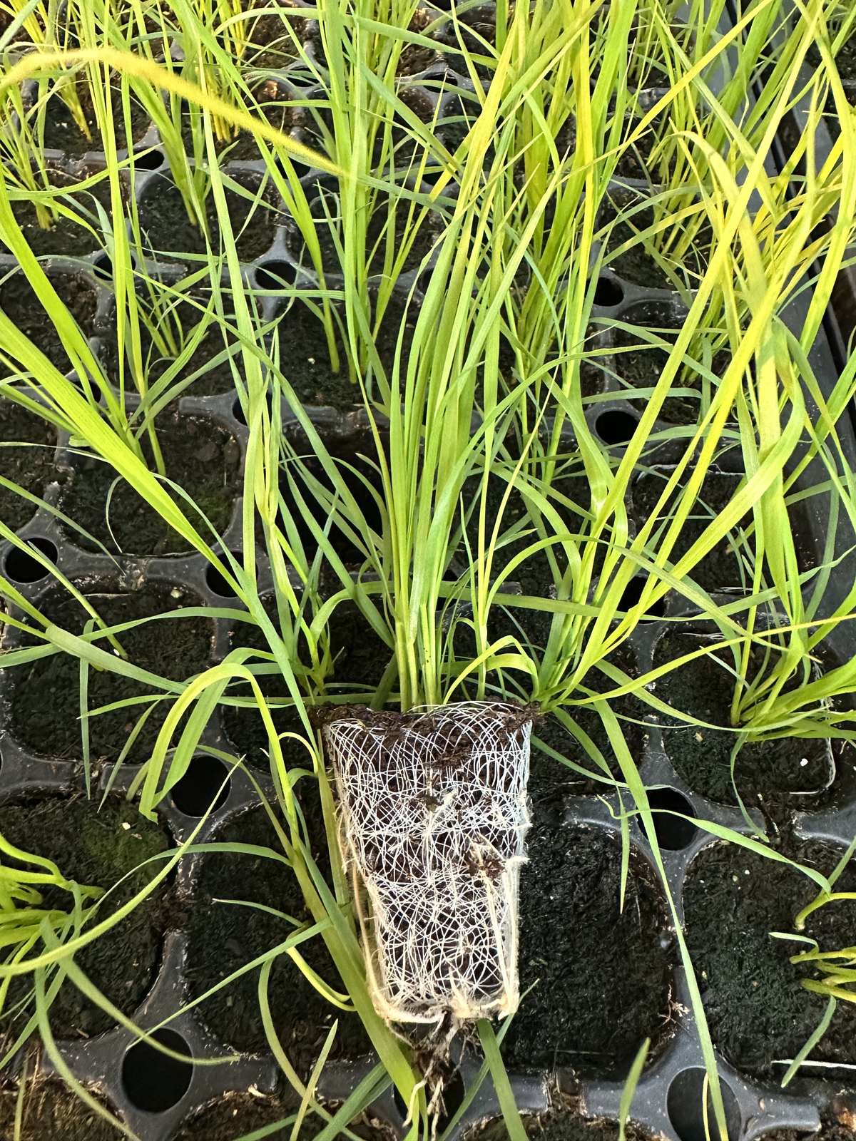 Cortaderia selloana 'Pumila' — wholesale plug/liner