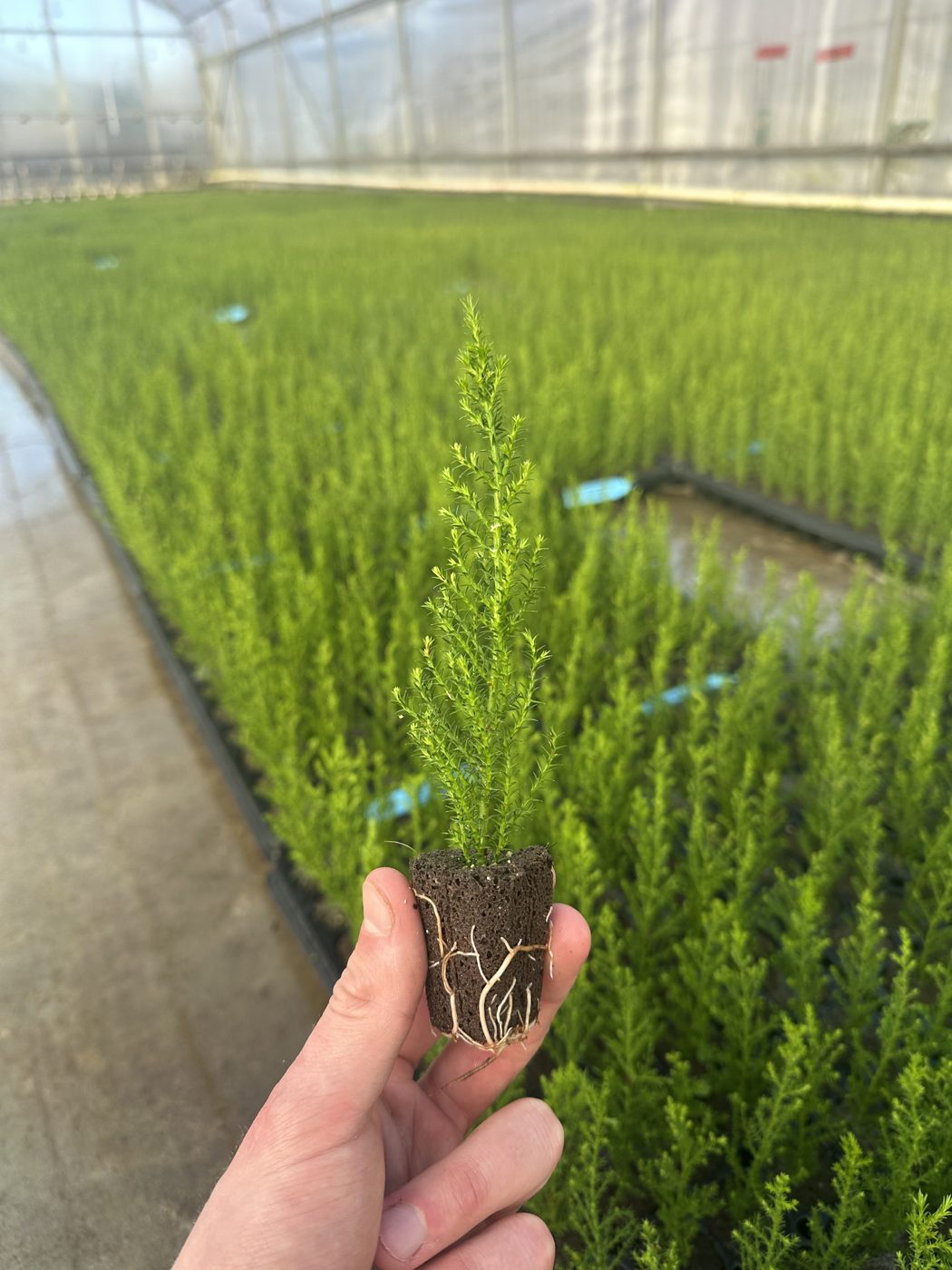 Cupressus macrocarpa 'Mirjam GreenCrest'