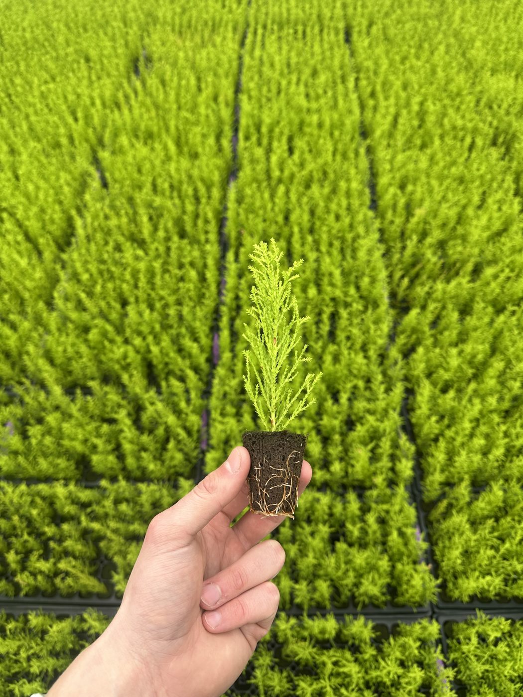 Cupressus macrocarpa 'Wilma' — wholesale plug/liner