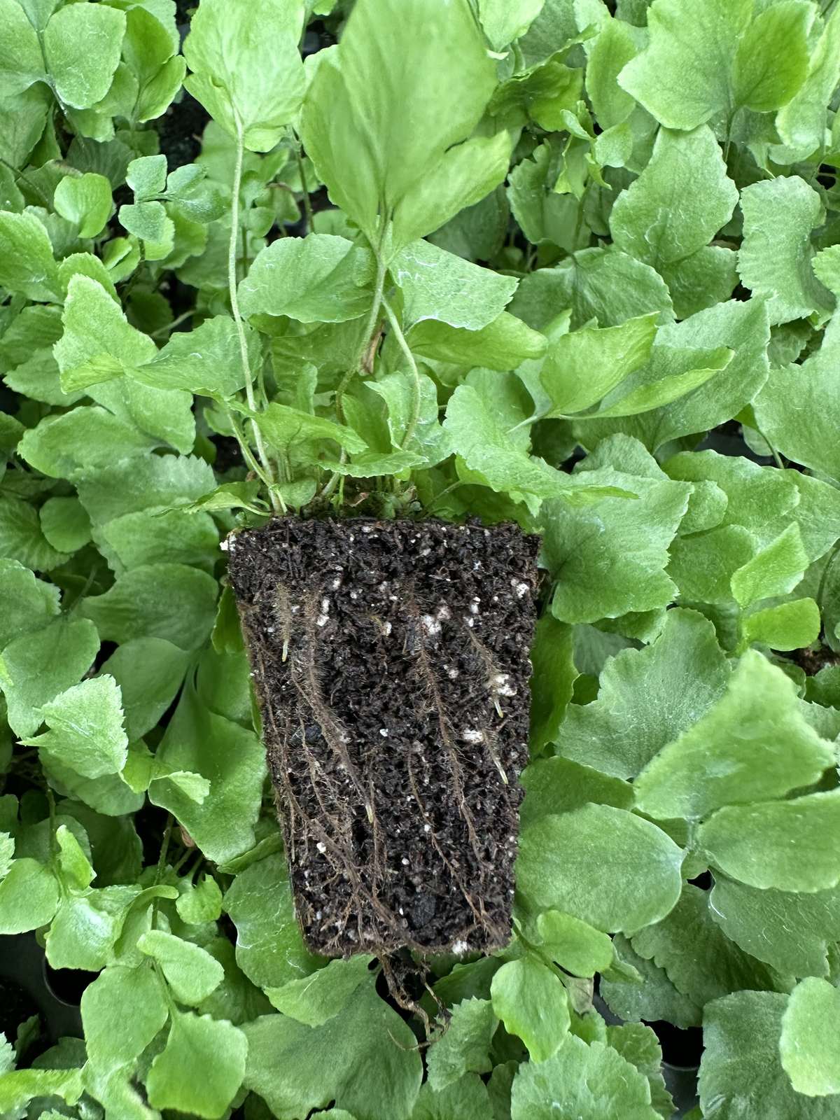 Cyrtomium fortunei 'Clivicola'