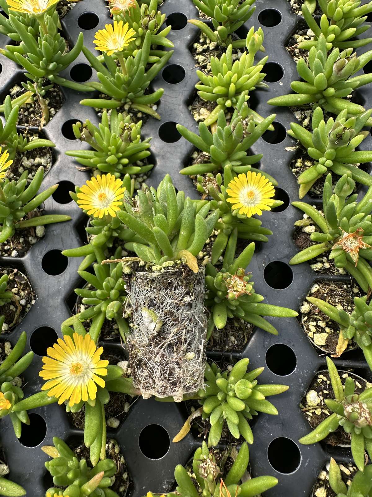 Delosperma hybrida 'Jewel of the Desert Peridot'