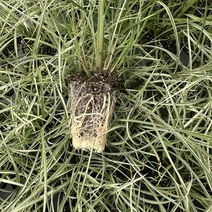 Deschampsia caespitosa 'Northern Lights' — wholesale plug/liner