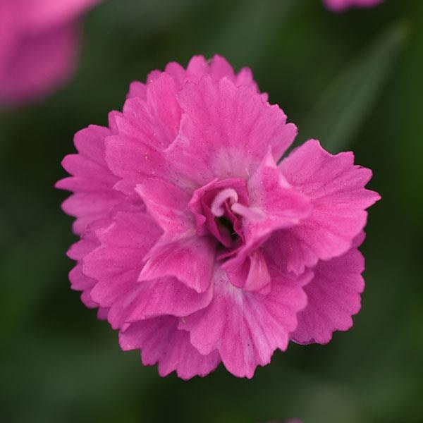 Dianthus x hybrida 'Mountain Frost™ Pink PomPom' — wholesale plug/liner