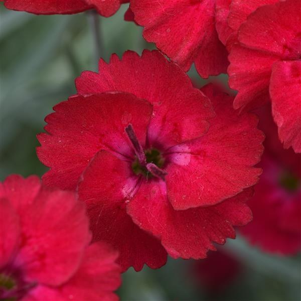 Dianthus x hybrida 'Mountain Frost™ Red Garnet' — wholesale plug/liner