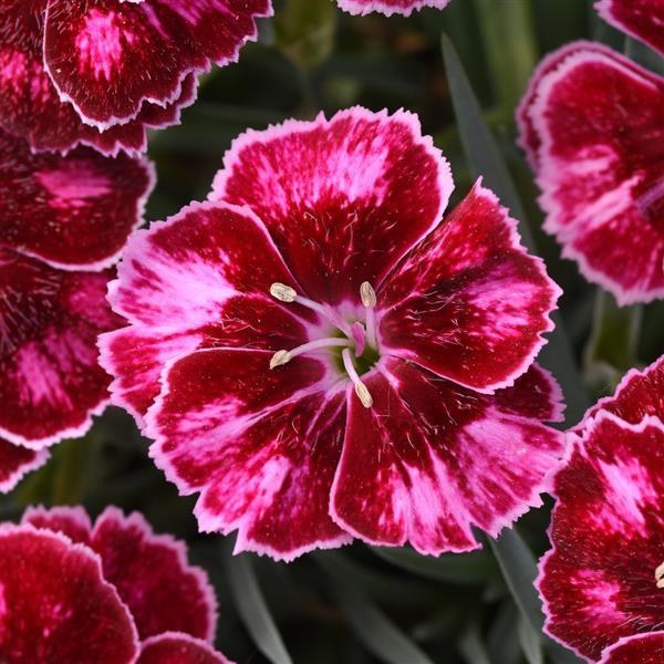 Dianthus x hybrida 'Mountain Frost™ Ruby Glitter' — wholesale plug/liner