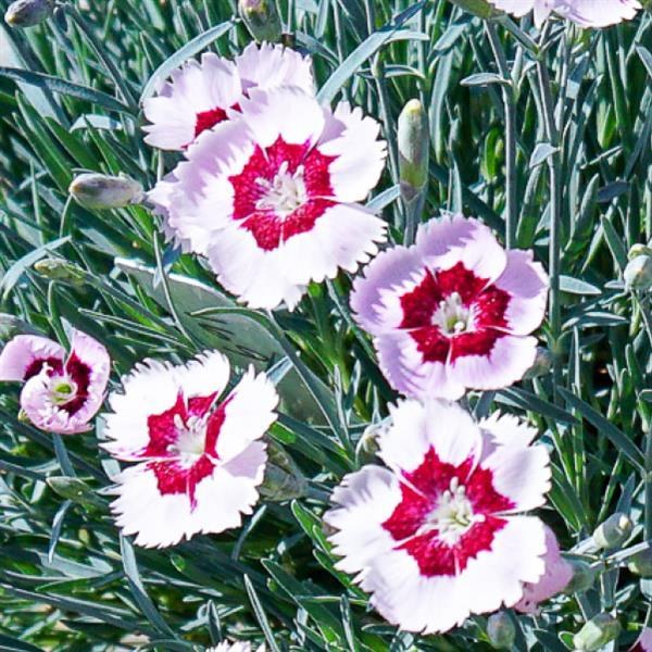 Dianthus x hybrida 'Mountain Frost™ Ruby Snow' — wholesale plug/liner